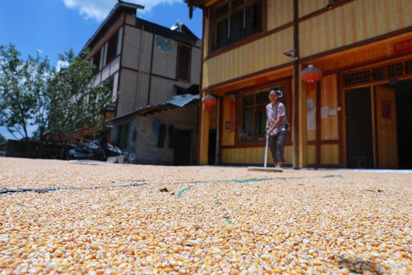 秋日下村民正在自家院壩晾晒玉米粒。