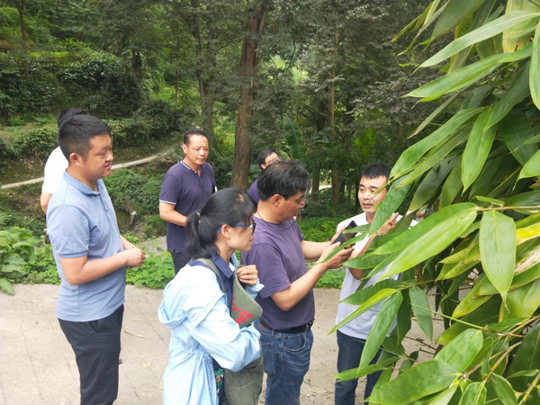 蘇春花邀請專家考察當地箬竹資源。