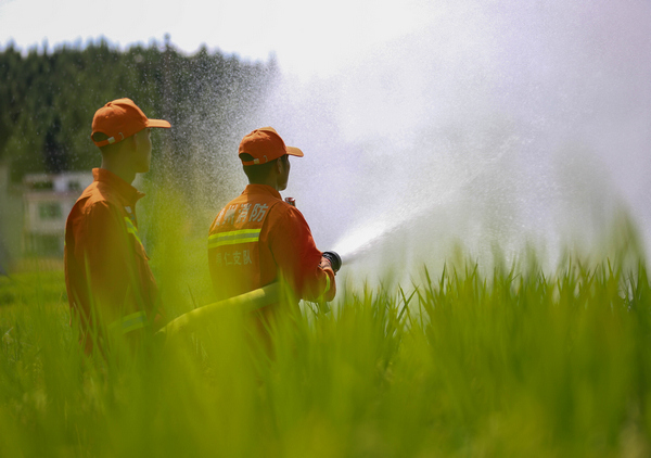 消防指战员在灌溉水稻。