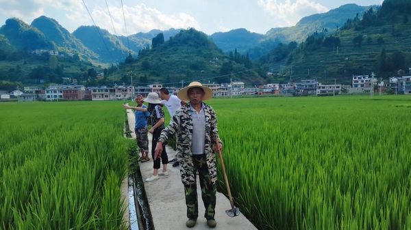 干部群众在查看稻田供水情况。