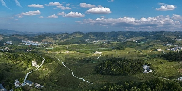 禹谟镇新寨村高粱种植基地航拍。