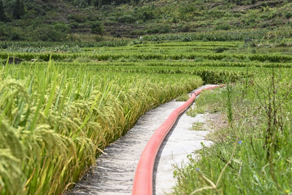 4 浑圆的水管将水送到最远的稻田。