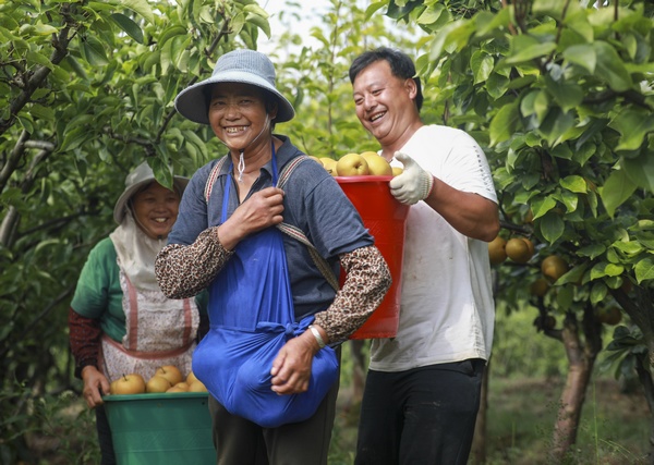 贵州省黔西市金碧镇铧口寨社区种植的金秋梨喜获丰收，村民正在背运采摘的金秋梨。