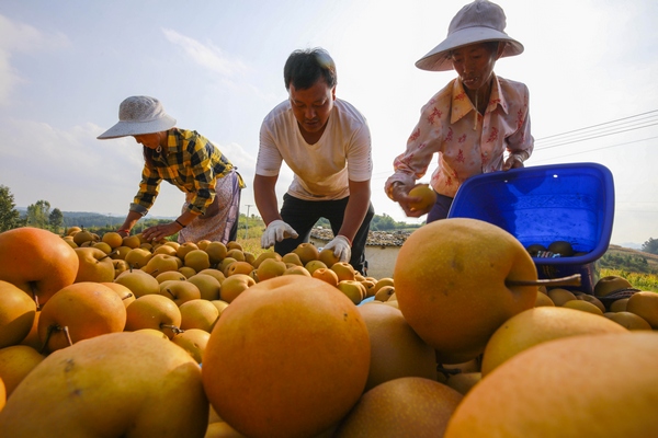 贵州省黔西市金碧镇铧口寨社区种植的金秋梨喜获丰收，村民正在挑选采摘金秋梨装箱。 