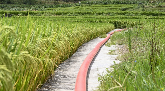 想方設法為稻田“補水”  全力以赴穩產保豐收