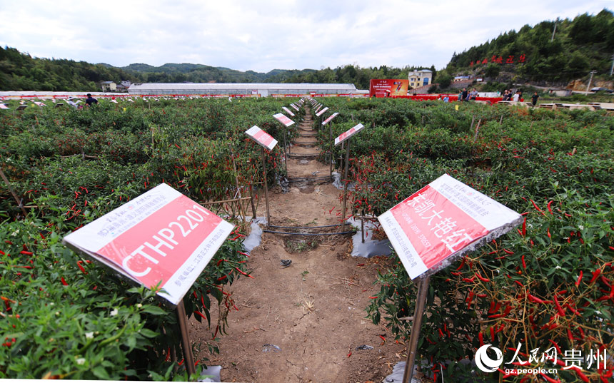 辣椒基地。人民网 顾兰云摄