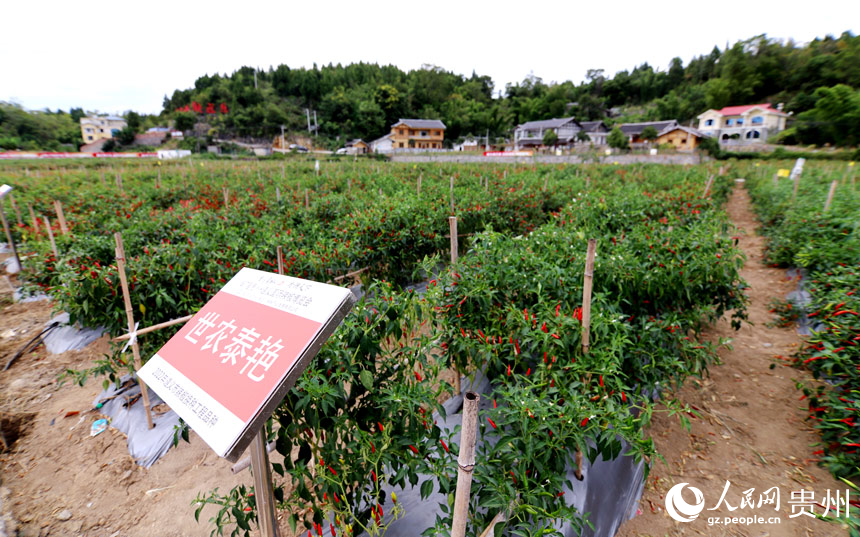 辣椒基地。人民网 顾兰云摄