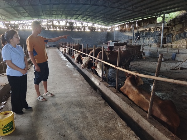图1：该行工作人员走访肉牛养殖户，调研产业集群情况。