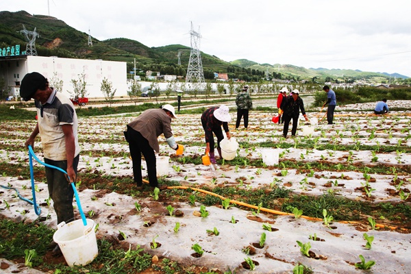 8月28日，威寧自治縣小海鎮鬆山村億林峰種養殖專業合作社蔬菜基地裡，務工人員正在為剛剛成活的蔬菜苗澆水。羅喜貴攝