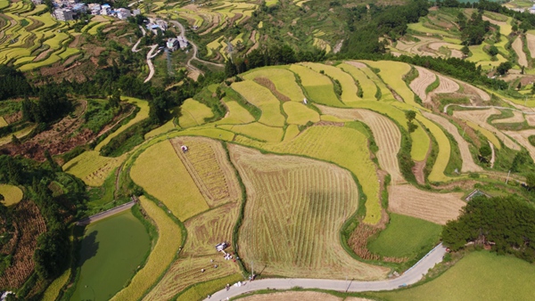 沫陽鎮紅星村水稻種植區。
