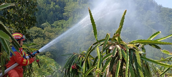 消防救援人员在火龙果基地灌溉浇水2