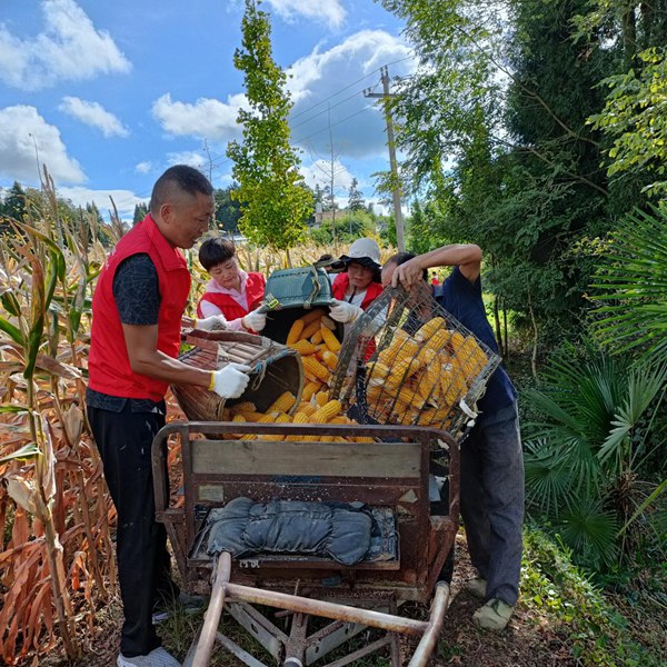 志愿者正在将掰好的玉米装车。