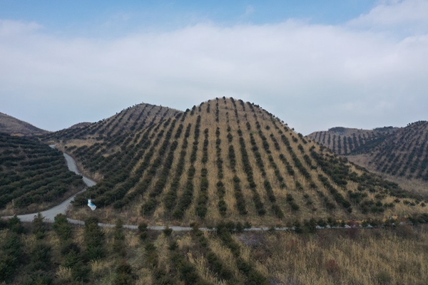 礦山復綠變中藥材基地(金沙縣大田鄉8000多木本中藥材基地)