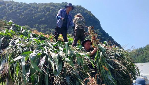 大方县鼎新乡新场村村民将采收的青贮装车。