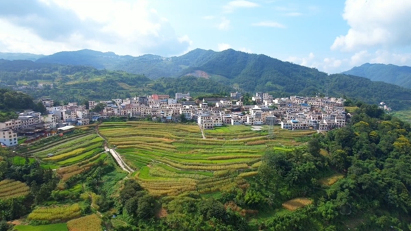 1新屯村全貌