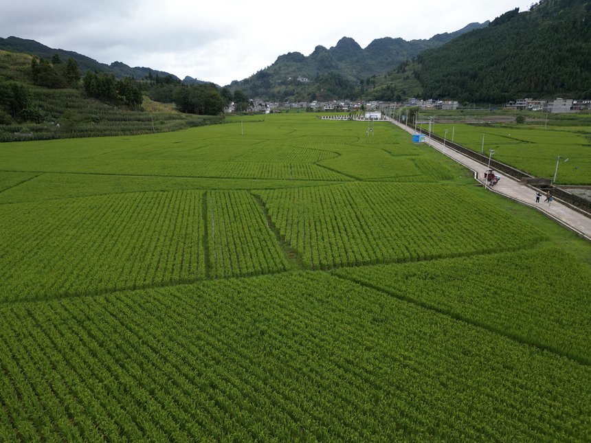 阿弓坝区一角。