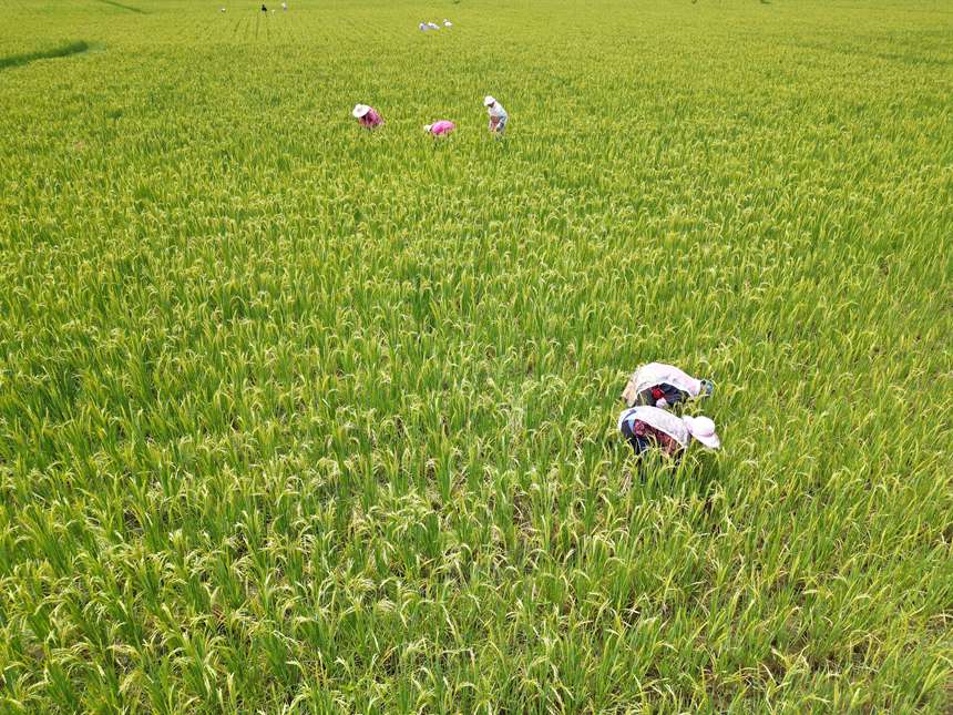 加强田间管护。