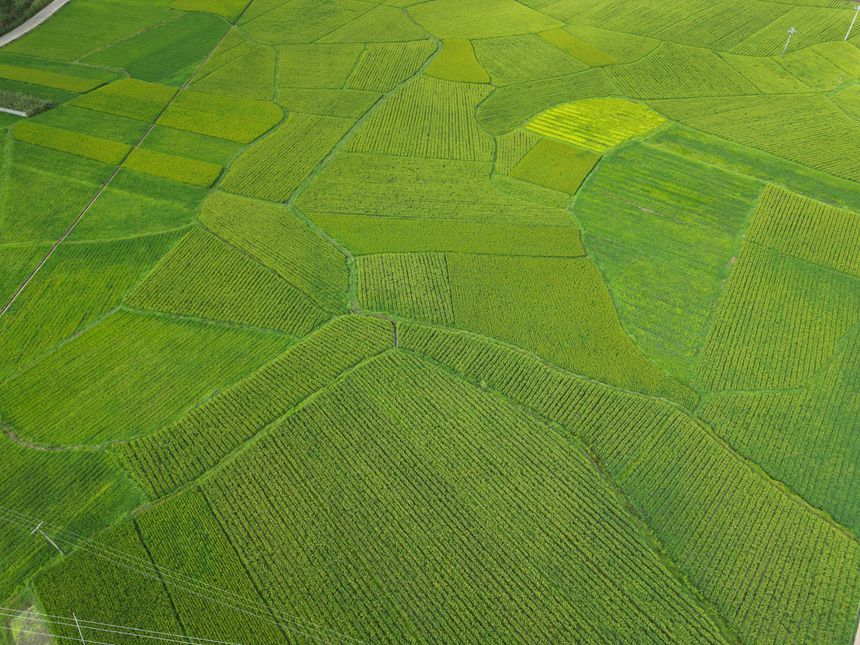 长势良好的稻谷。