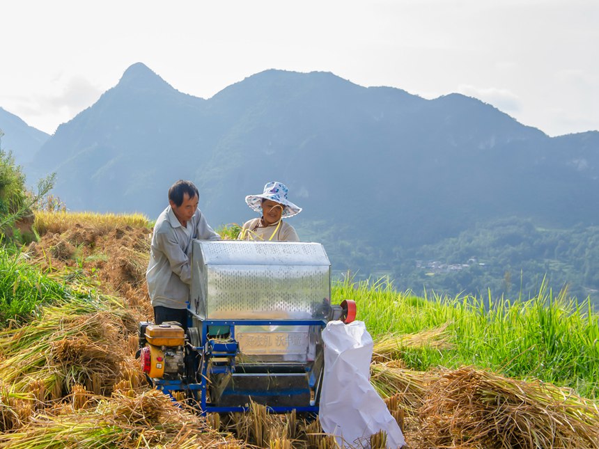 村民在罗甸县沫阳镇红星村收割稻谷。