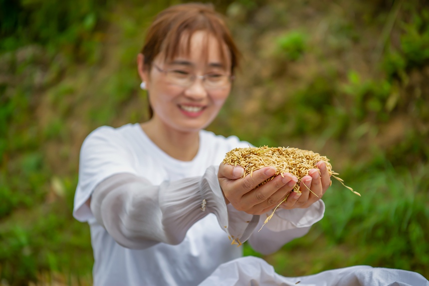 技术员在罗甸县沫阳镇红星村展示刚收割稻谷。