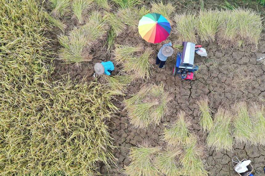 村民在罗甸县沫阳镇红星村收割稻谷。