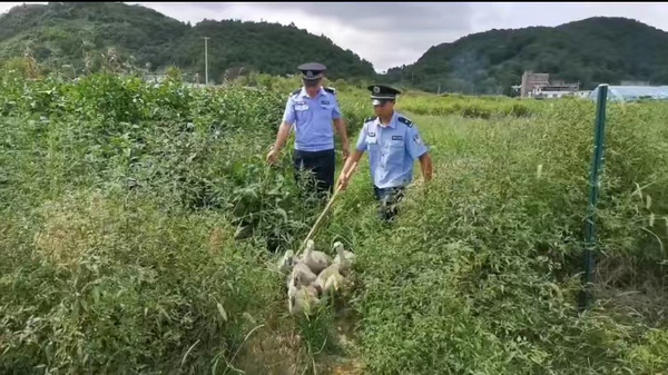 民警尋回“出逃”大鵝. 三都公安供圖