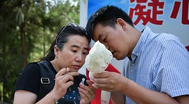 国家科技特派团食用菌产业组赴纳雍调研