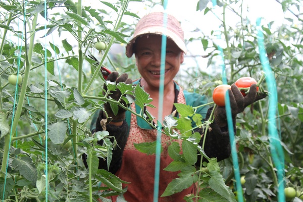 大方县三元乡河头村西红柿种植基地村民采摘西红柿。郑春华摄