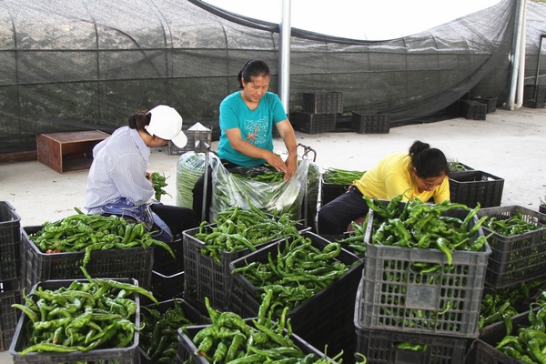 大方县三元乡胜丰村辣椒种植基地村民分拣辣椒。郑春华摄