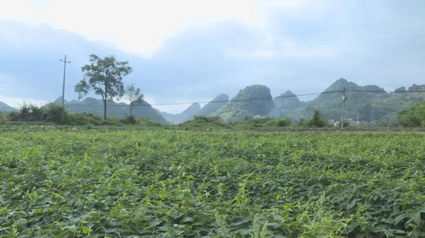 中药材基地。