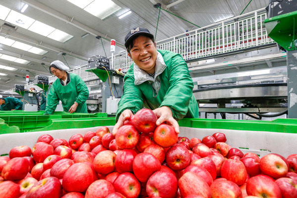 工人在贵州省威宁自治县苹果分拣中心分拣威宁苹果。