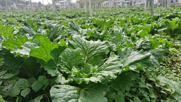 贵阳市2.5万亩高标准蔬菜保供基地。