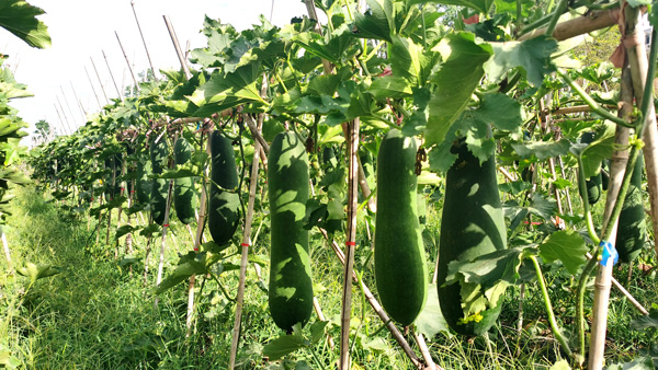 修文县蔬菜在土面积8.8万亩。