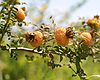 正值豐收時節，位於綏陽縣太白鎮的富裕村，放眼望去，漫山的黃橙橙、金燦燦的刺梨果，這是富裕村種植的富裕果——“貴龍5號”刺梨。