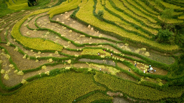 1.9月3日,桐梓县尧龙山镇,农民正在梯田里收割水稻。金秋时节,水稻陆续成熟.在层层叠叠的梯田上,农民忙着抢收、晾晒稻谷,构成一幅美丽的秋收画卷。郭明财摄