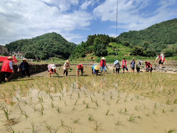 望谟县油迈瑶族乡党员干部在水稻高产栽培示范点帮助群众栽种水稻，践行全心全意为人民服务宗旨。