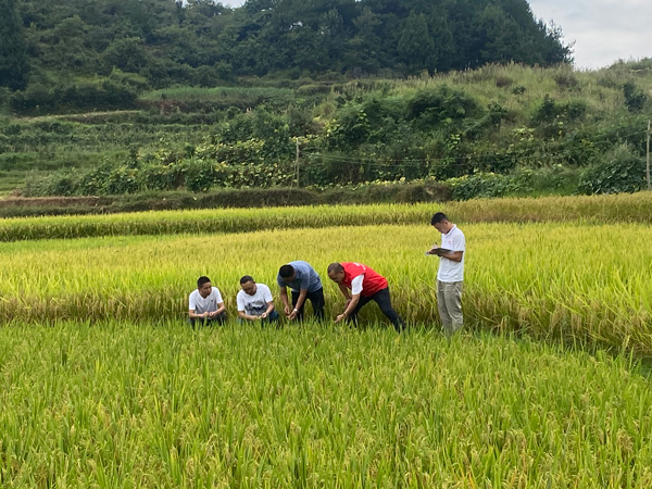 查看水稻生长情况。