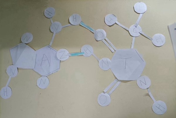 同学们制作的简易版分子模型。