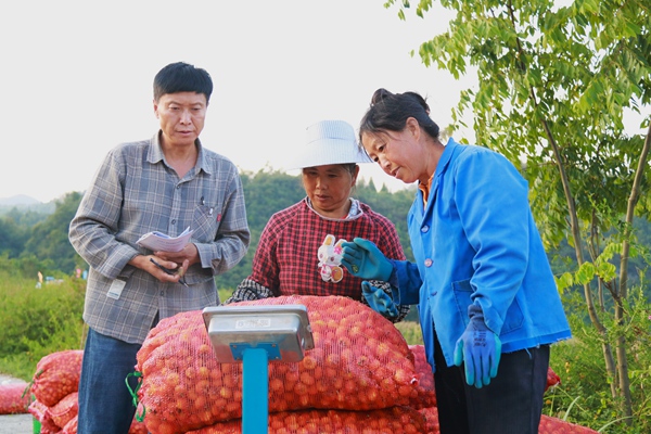 图为村民抢抓时节采收刺梨果。