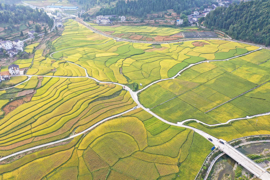 贵州务川：稻香扑满鼻 稻谷迎来丰收季。