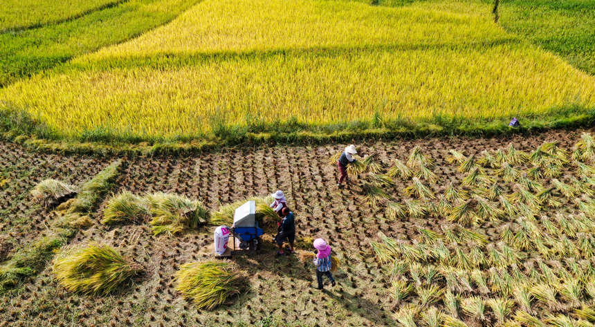 貴州務川：稻香扑滿鼻 稻谷迎來豐收季。