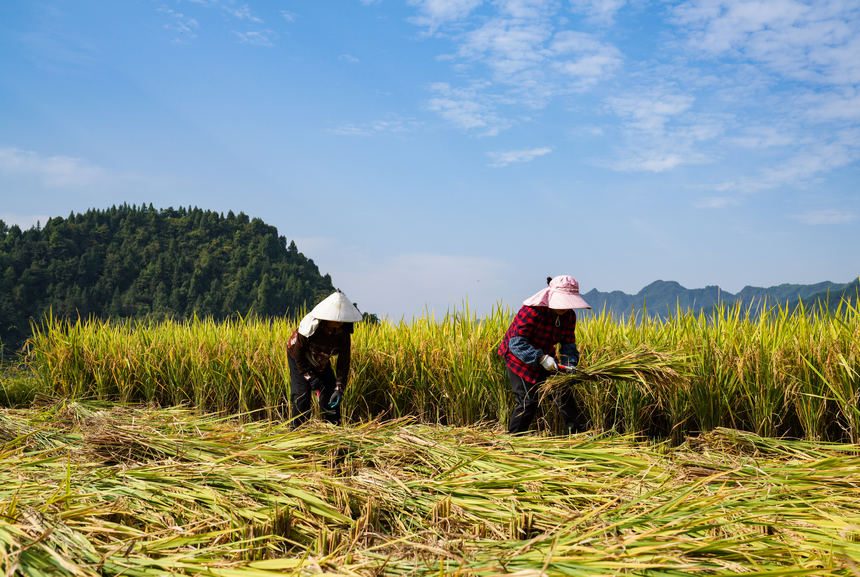 貴州務川：稻香扑滿鼻 稻谷迎來豐收季。