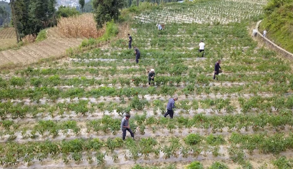 2.村民正在基地里采摘辣椒。 陈桂良 摄