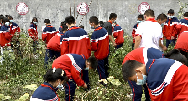 學生們在勞動實踐園摘菜、除草。