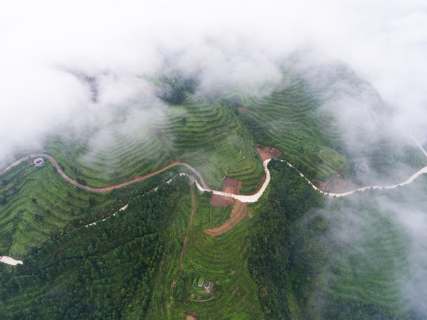 贵州省毕节市纳雍县鬃岭镇坪箐村拍摄的海拔2300米高山茶场。罗大富摄
