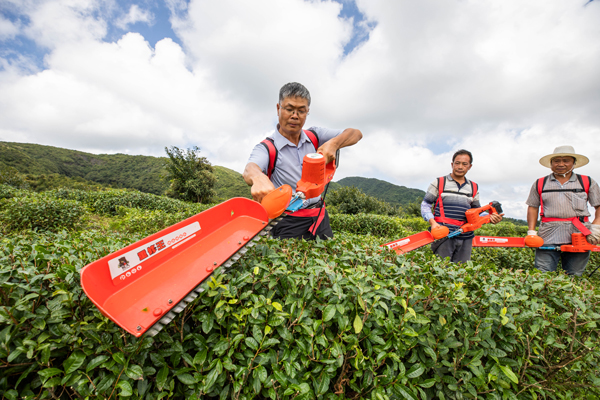 谭正义(左一)正在给村民示范茶叶修剪技巧。罗大富摄