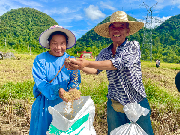 水稻丰收村民乐开花。