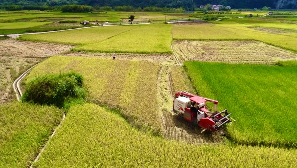 茂兰水稻基地。