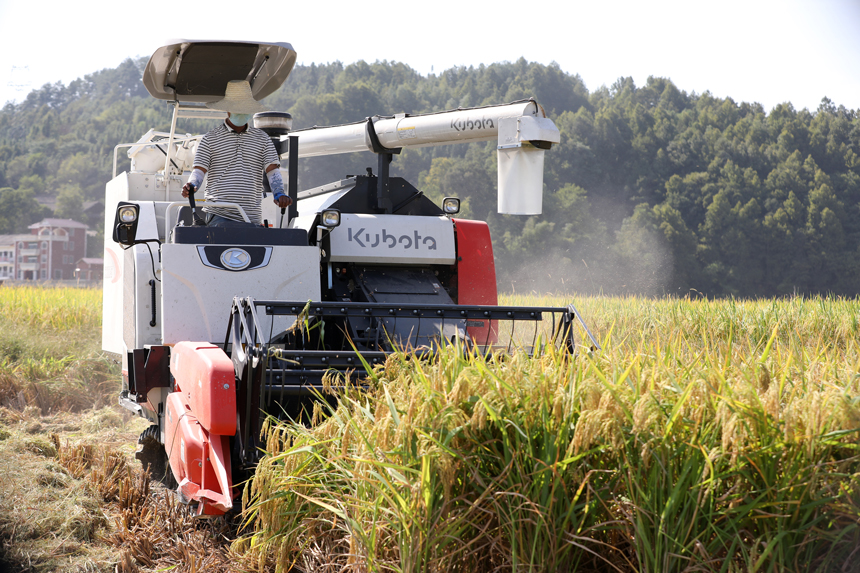 農機手駕駛著收割機收割水稻。