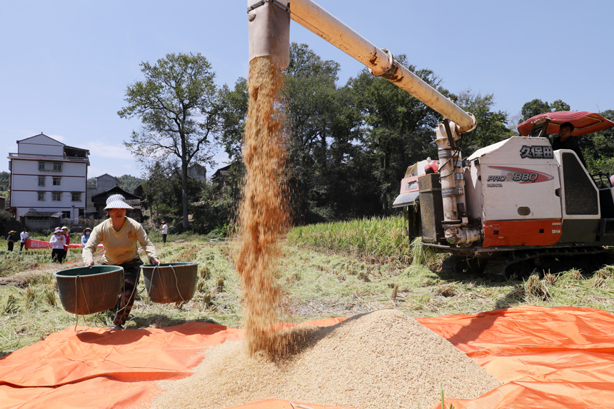 農機手駕駛著收割機收割水稻。